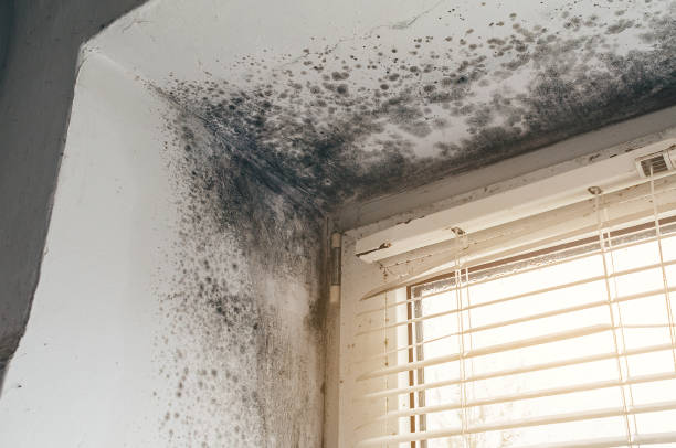 Affordable Mold Cleanup solutions in Newaygo, MI