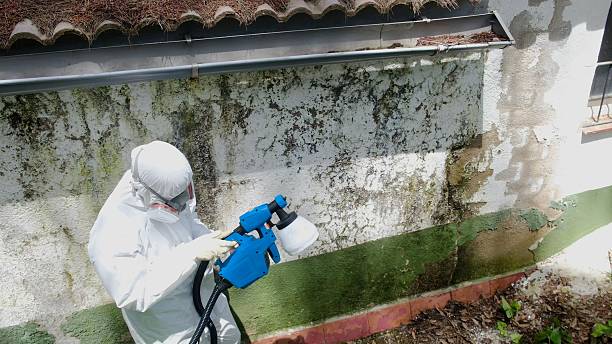 Top rated local Mold Cleanup specialists in Newaygo, MI